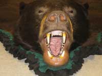 Bear Mouth