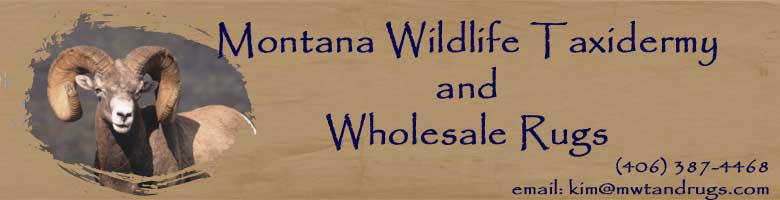 Montana Wildlife Taxidermy & Wholesale Rugs